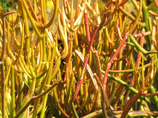 Euphorbia tirucalli firesticks (1)
